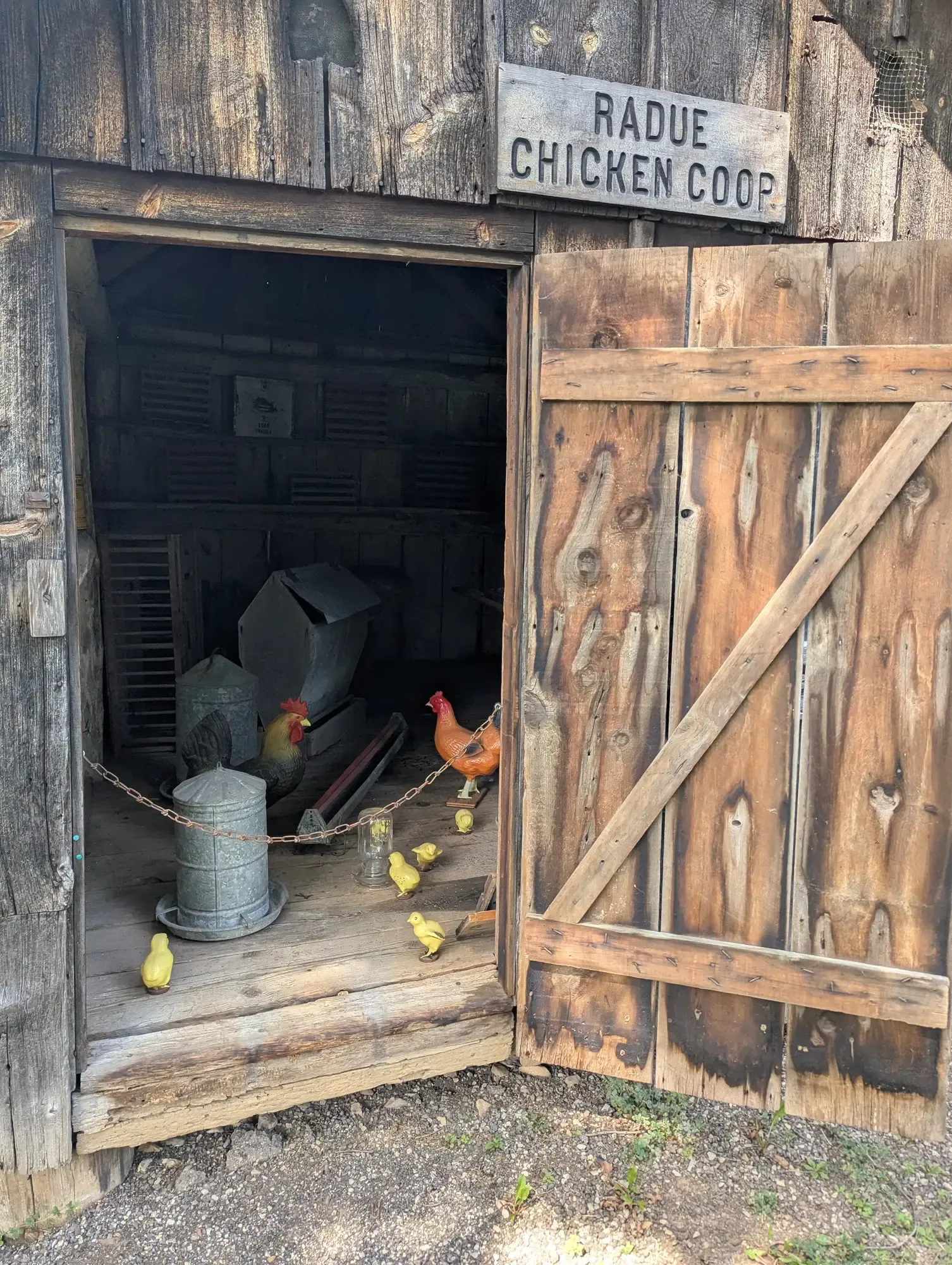 The open door of the Radue Chicken Coop, a rooster, hen, and yellow chicks gathered around galvanized feeders inside